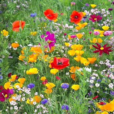 Cveće Japanski travnjak mešavina 5 kesica semena Virimax Franchi Sementi