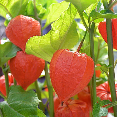 Seme za cveće Kineski lampion 10 kesica Virimax Franchi Sementi