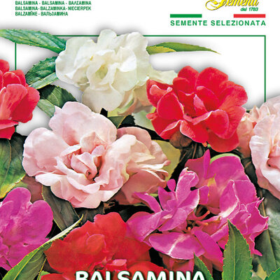 Seme za cveće Blazamina kamelija mešavina 10 kesica Franchi Sementi Virimax