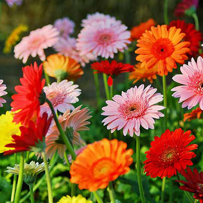 Seme 5 kesica za cveće Gerber mešavina Franchi Sementi Virimax