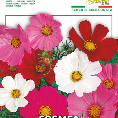 Cveće Kosmos - seme 5 kesica Franchi Sementi Virimax