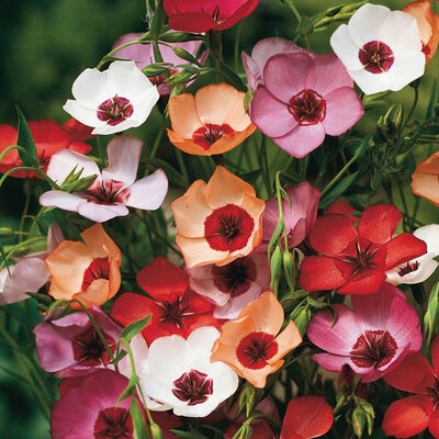 Cveće Lan ornamental multikolor - seme 5 kesica Franchi Sementi Virimax