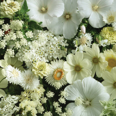 Letnje Belo Cveće mešavina 10 kesica semena Franchi Sementi Virimax