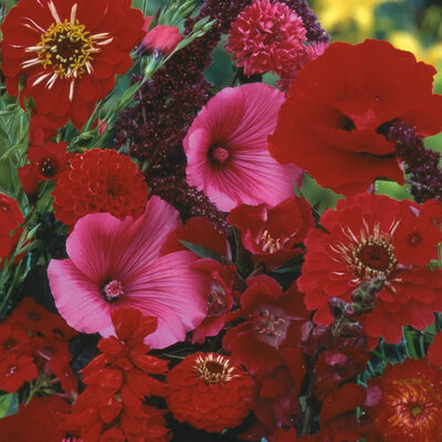 Letnje Crveno Cveće mešavina - seme 5 kesica Franchi Sementi Virimax