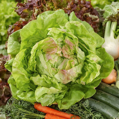 Zelena salata majska kraljica - seme 10 kesica Villager 011318