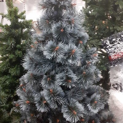 Novogodišnja Jelka - Stjordal - Gusta Sa Belim Vrhovima - Mraz - 120 cm