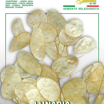 Lunarija - seme za cveće 5 kesica Franchi Sementi Virimax
