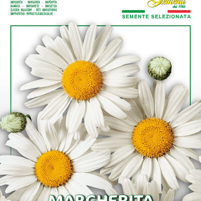 Margareta bela - seme za cveće 5 kesica Franchi Sementi Virimax