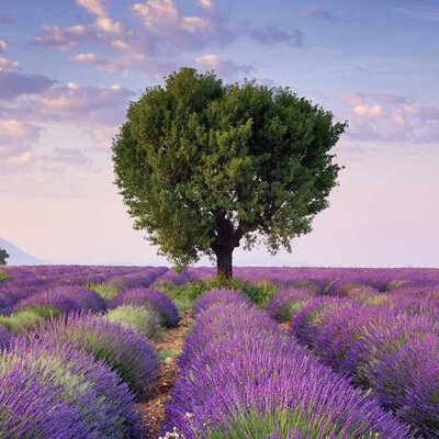 Ravensburger slagalica Lavender of South France 500 delova 01-143535