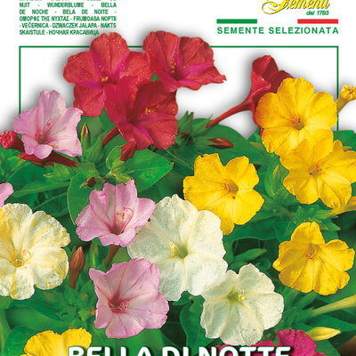 Noćna Frajla peruanska - seme za cveće 5 kesica Franchi Sementi Virimax