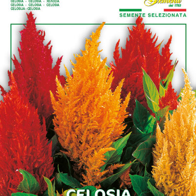 Cveće Perjanica - seme 5 kesica Franchi Sementi Virimax