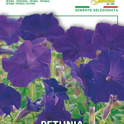 Cveće Petunija niska plava - seme 10 kesica Franchi Sementi Virimax