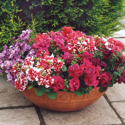 Cveće Petunija dupla mix - seme 5 kesica Franchi Sementi Virimax