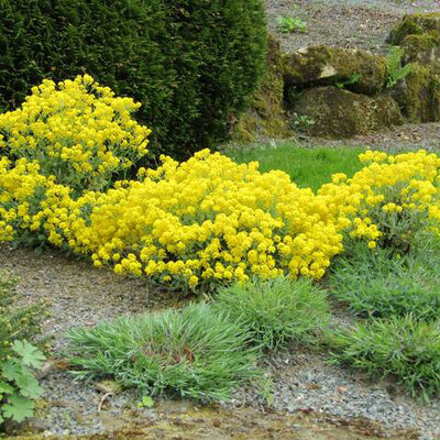 Cveće Planičak žuti - seme 5 kesica Franchi Sementi Virimax