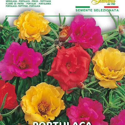 Seme za cveće Prkos dupli 5 kesica Franchi Sementi Virimax