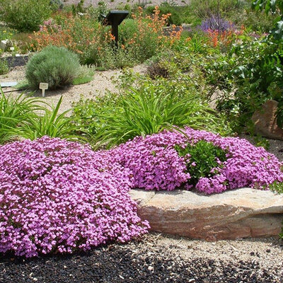 Seme za cveće Saponarija roze 10 kesica Franchi Sementi Virimax