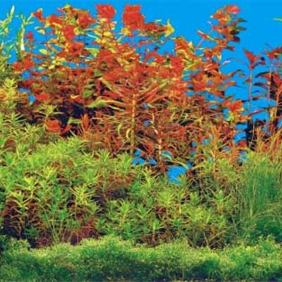 Pozadina za akvarijum 80x40 Trixie 8126