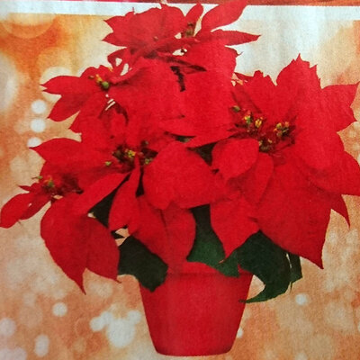 Božićna Zvezda - Novogodišnja Dekoracija