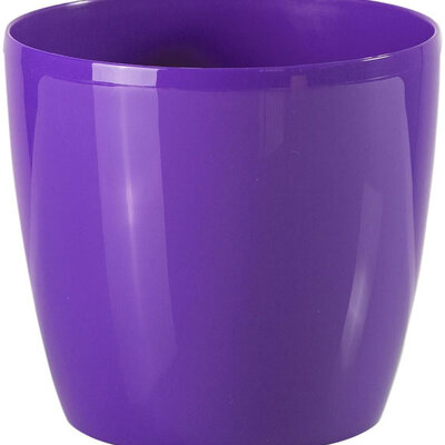 Saksija Stars 30 ljubičasta