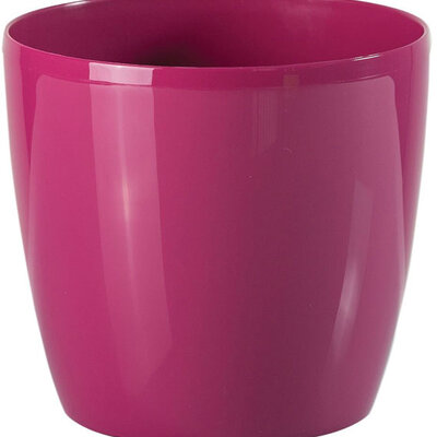 Saksija Stars 25 roze