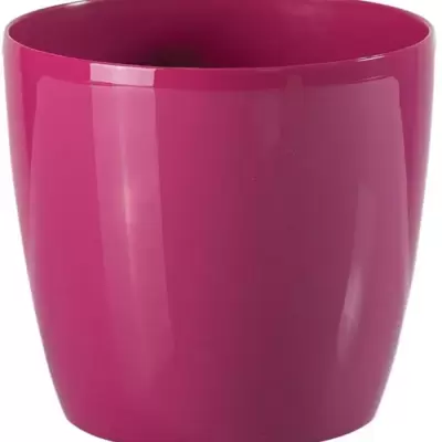 Saksija Stars 25 roze