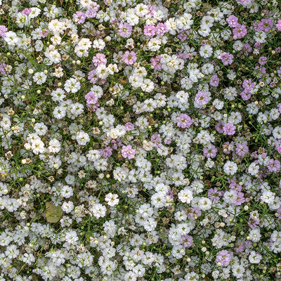 Seme za cveće 5 kesica Šlajer mešavina Franchi Sementi Virimax