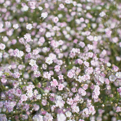 Seme za cveće 10 kesica Šlajer mešavina Franchi Sementi Virimax