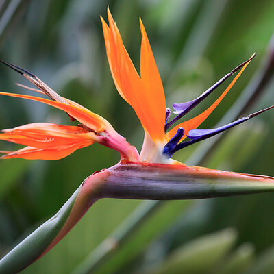 Cveće Strelicija - Rajska ptica - seme 5 kesica Franchi Sementi Virimax