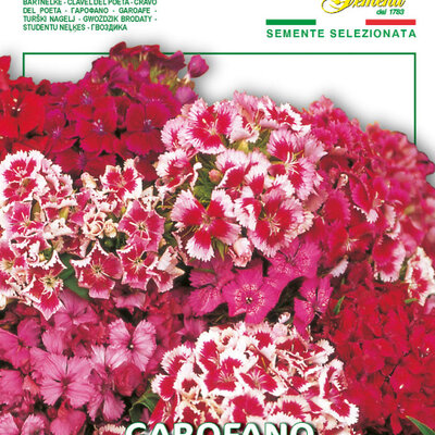 Seme za cveće Turski karanfil 5 kesica Franchi Sementi Virimax