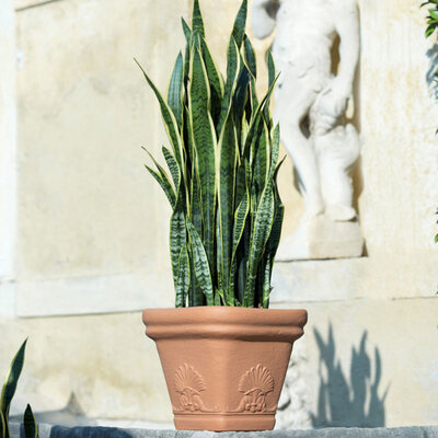 DiMartino Saksija Zeus 31 x 28 cm