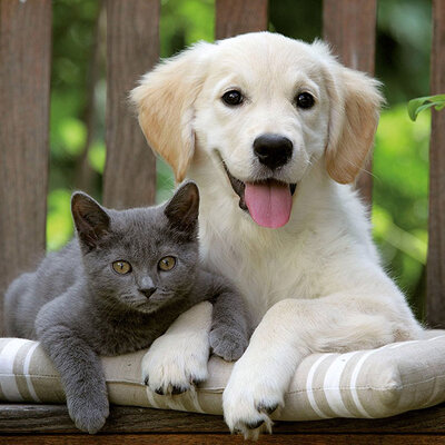 Ravensburger Slagalica 500 delova - Friendly Opposites 14234