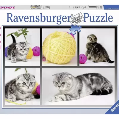 Ravensburger puzzle Animal Kingdom Collection - British ShortHair Cat 1000 delova RA19545