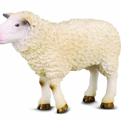 Collecta Ovca CT88008