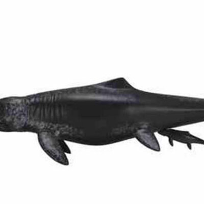 Collecta Dinosaurus Temnodontosaurus CT88724