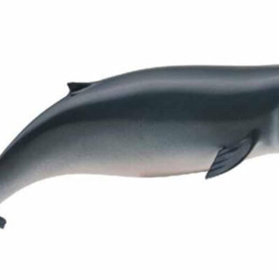 Collecta Divlje Životinje Patuljasti Kit CT88653