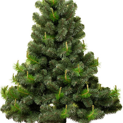 Široka novogodišnja jelka sa svetlim i tamnim zelenim grančicama Agder 150 cm