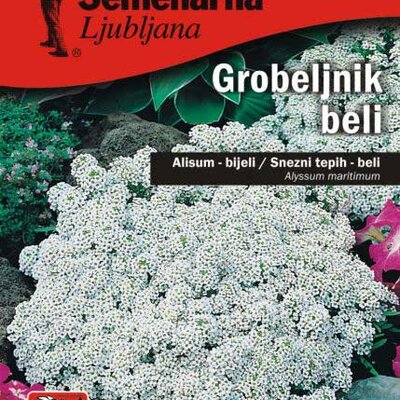 Cveće Medeni Cvet - Snežni Tepih - beli - Alyssum maritimum - seme 2086