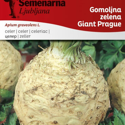 Seme za Celer praški korenaš - Apium graveolens L. 225