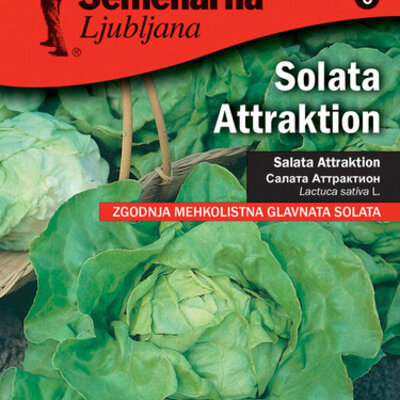 Seme - Zelena salata Atrakcija -  Lactuca sativa L. 355