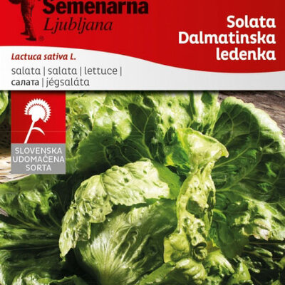 Seme - Zelena salata dalmatinska ledenka -  Lactuca sativa L. 361