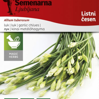 Začinsko bilje - Kineski vlašac - Allium tuberosum 1084