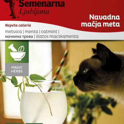Seme - Mačija trava - Nepeta cataria 1086