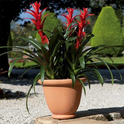 Di Martino Saksija Brenta 40 011252