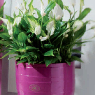 Soendgen keramička saksija Barletta 14cm ciklama