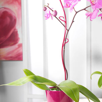 Soendgen štapići za orhideje 55cm ciklama