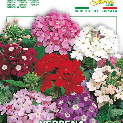 Seme za cveće 10 kesica Verbena Franchi Sementi Virimax