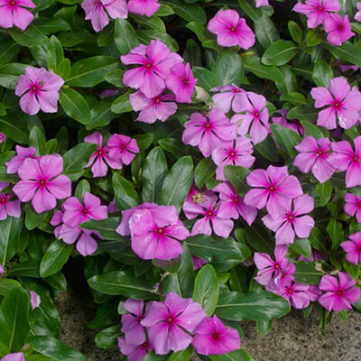 Cveće Vinka roze - seme 10 kesica Franchi Sementi Virimax