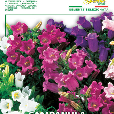 Seme 5 kesica za cveće Zvončići Franchi Sementi Virimax