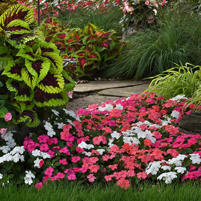 Cveće Lepi Jova - seme 5 kesica Franchi Sementi Virimax