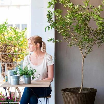 Curver Velika saksija za cveće Conic Planter 56.5L Braon